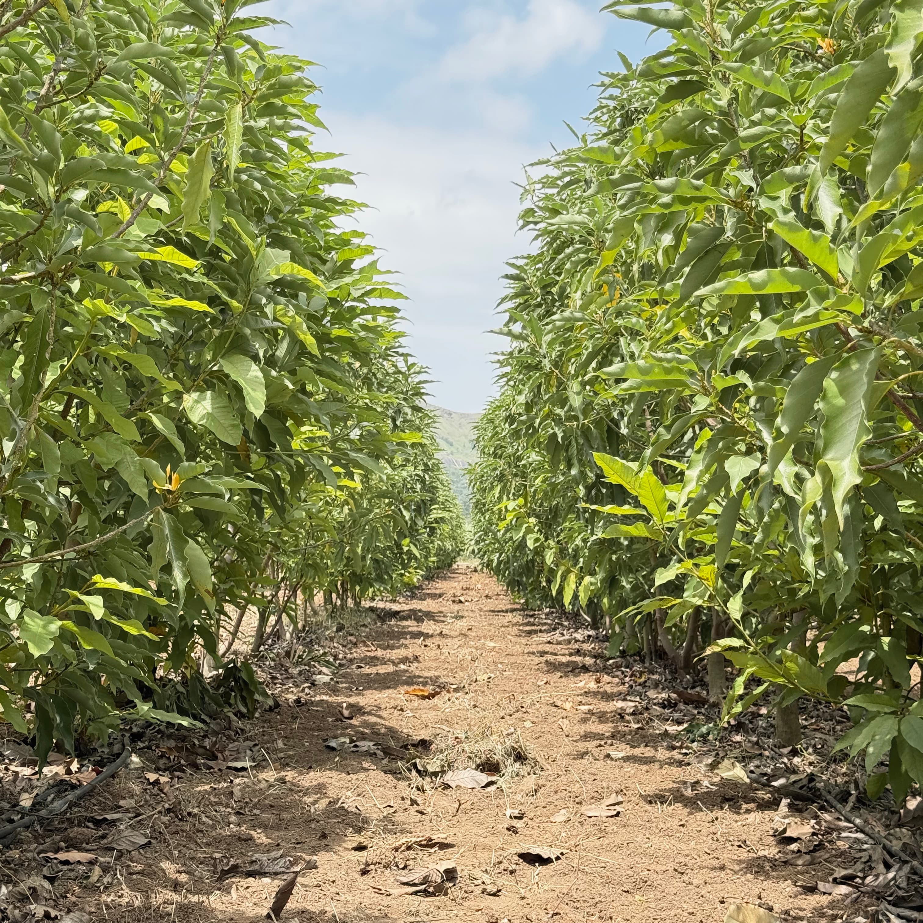 The champaca rows at 656 metres