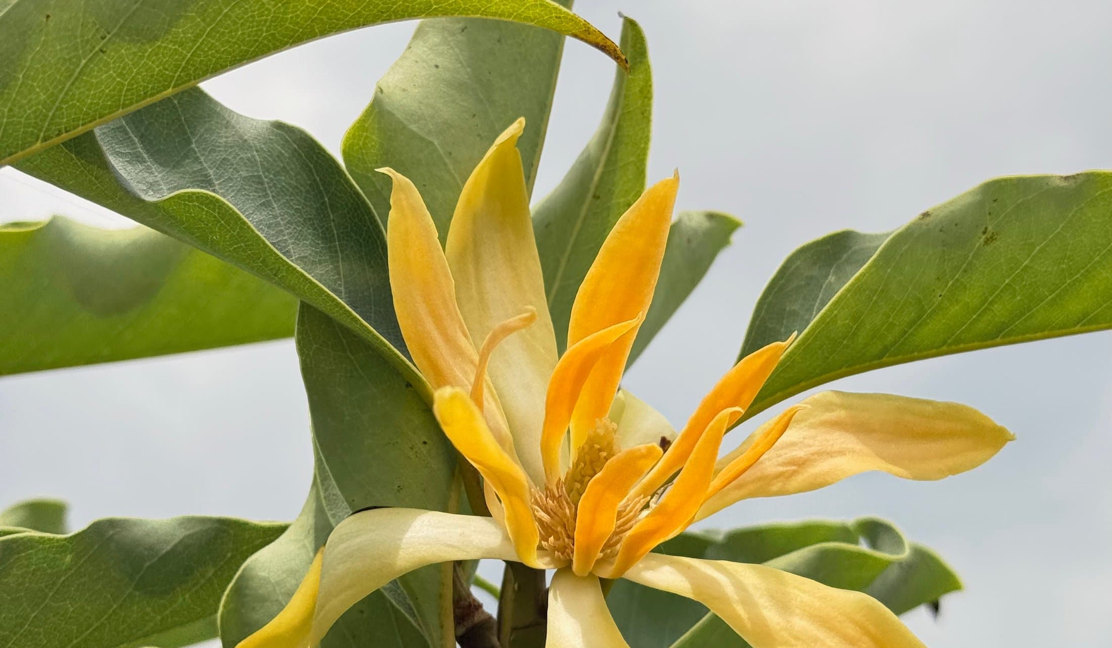 Magnolia champaca in bloom