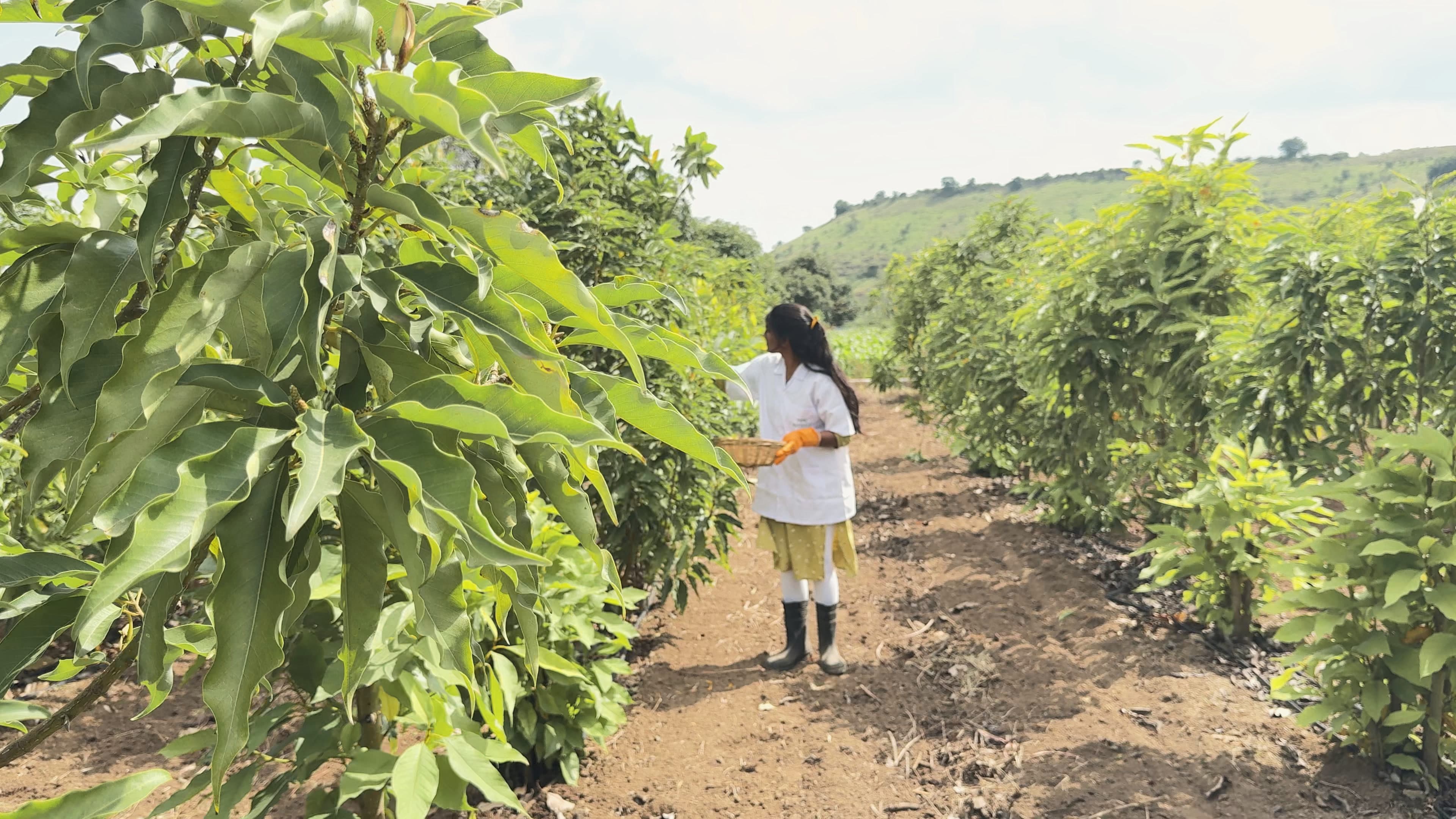 Alternating-day harvest by hand