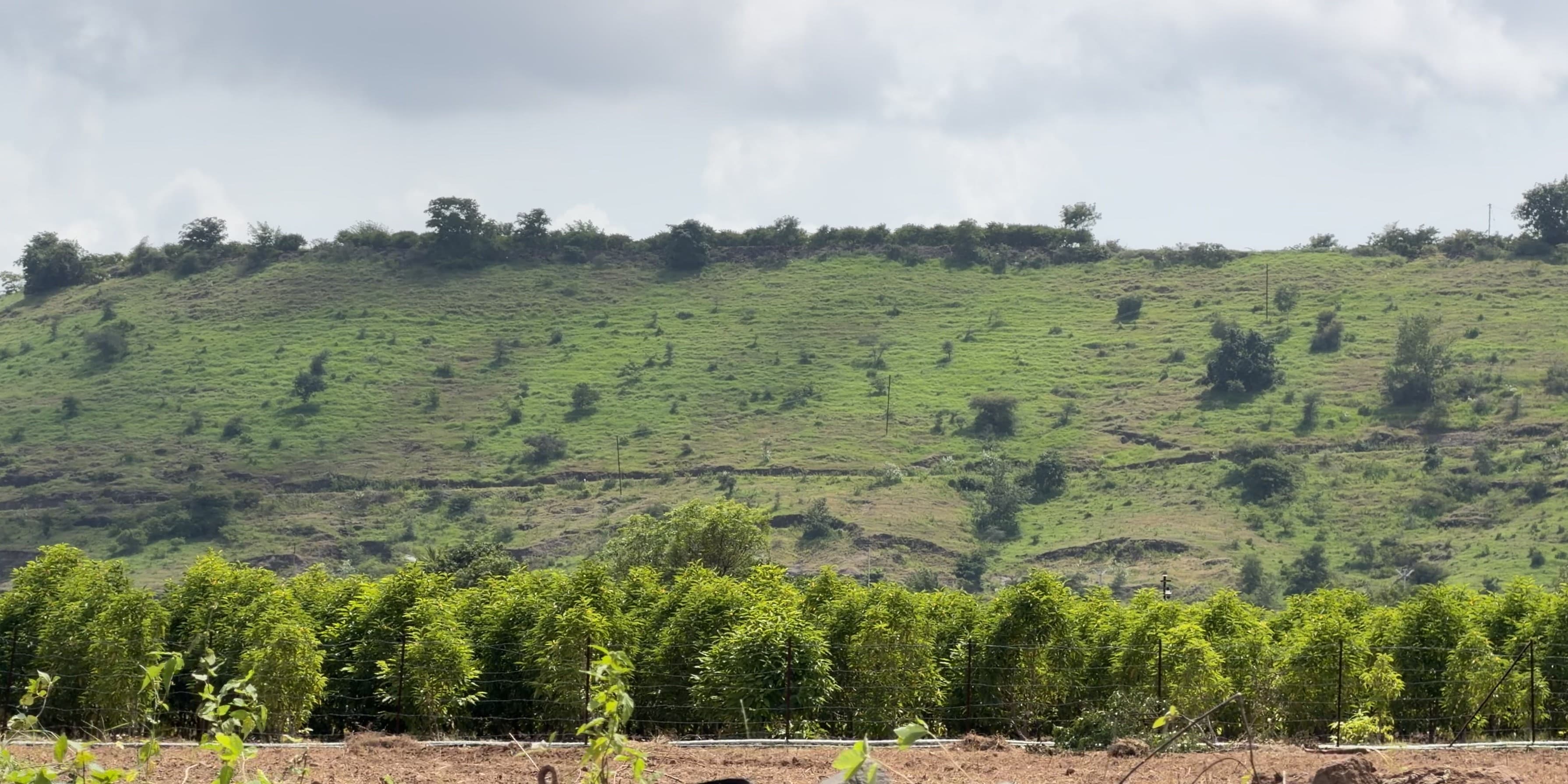 Champaca rows at Narayangaon, 656 metres, with the plateau ridge beyond