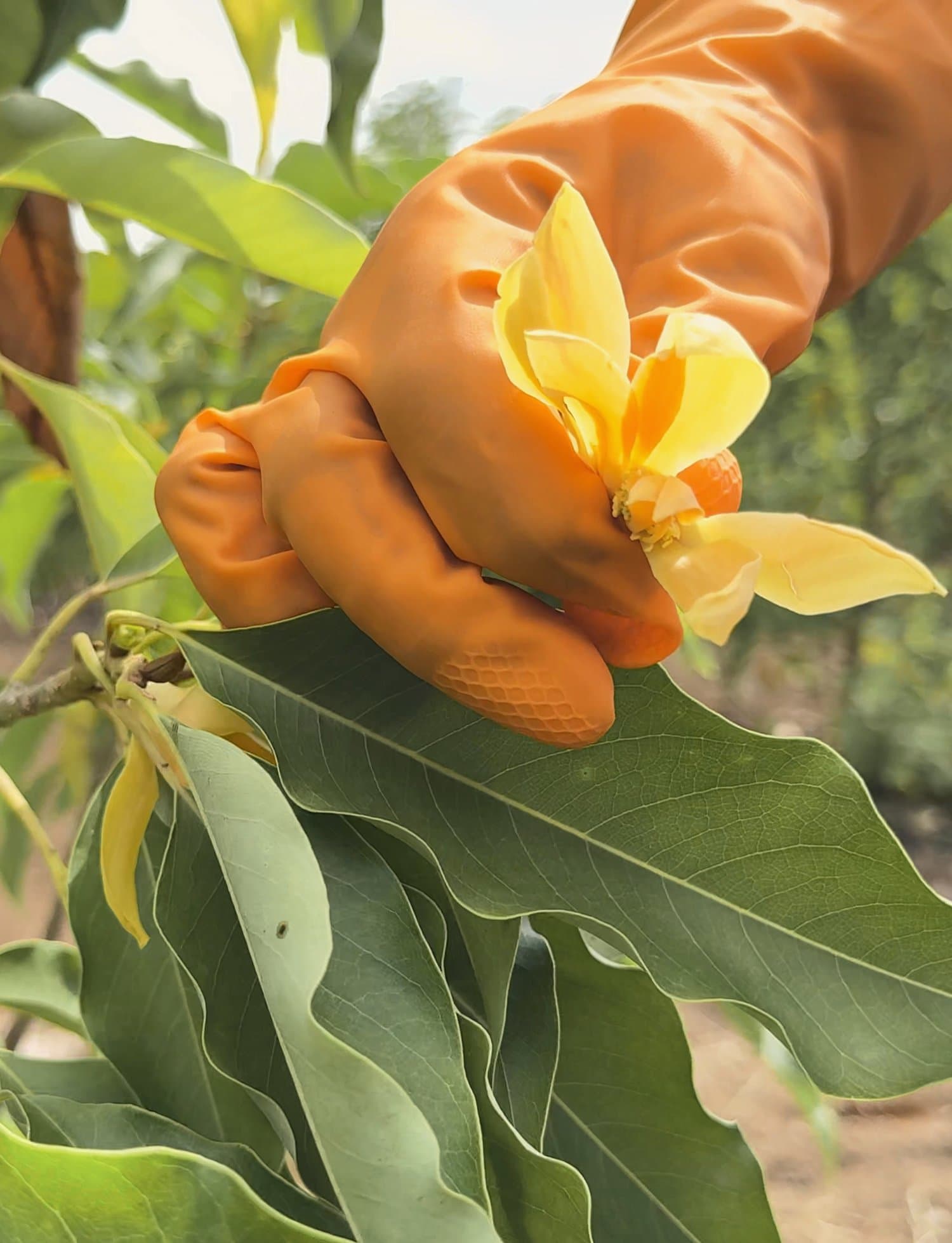 Champaca harvested by hand at Narayangaon